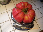 Tomate Potiron 003.jpg