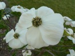 cornus eddys white wonder 17 04 07_03.jpg