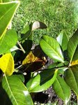 Feuilles magolia