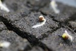 graine de choux fleur sur mini motte