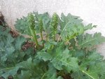 mini-20120430_195138.jpg