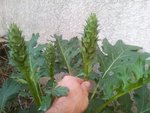 mini-20120430_195203.jpg