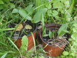 Muguet_2012.jpg