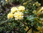 DSC00070.jpg