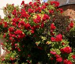IMG_0887.JPG