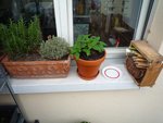 Les plantes qui aiment le chaud &quot;Thym, romarin et sauge ananas, et sur la droite une petite maison pour les insectes.