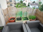Trois sortes de menthe et des fraises, mais la place tout à gauche et prévue pour mon plant de tomate, contre le mur au chaud et c'est un peu moins exposé au vent contre le mur.