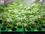 Semis_tomates_2_1er_mai_2012.jpg
