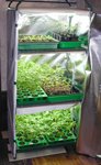 Semis_tomates_1_1er_mai_2012.jpg