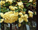 PICT0229.JPG