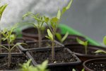 mes semis de tomates