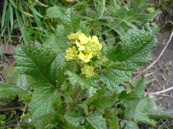 herbacée