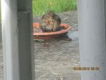 2012-05-01 bain merlette 2x.jpg
