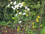 2012-05-01 cornus et azalées x.jpg