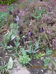 2012-05-02 tulipes noires x.jpg