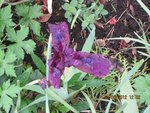 2012-05-02 iris Misou x.jpg