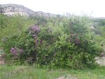 P4260215 - Copie.JPG