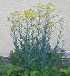 herbe...jpg
