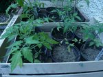 tomates 2012.jpg