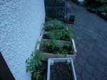 Les plants sont prêts pour être mis en PT.jpg