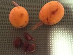 voici le fameux fruit