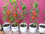 tomates.jpg