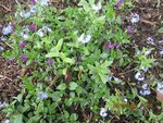 pervenches et myosotis x.jpg