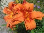 IMG_0362r.JPG