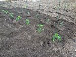 mes tomates plantées aujourd'hui je me suis fais piquer par les orties qui ont chèrement  vendues leurs peaux