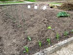 mes céleris raves mes aubergines et quelques courgettes rondes et longues ma rhubarbe