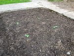 mes courgettes longues