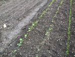 mes haricots verts et beurre et un rang de carottes