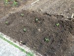 mes poivrons ,plantés aujourd'hui même