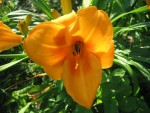 IMG_0348r.JPG