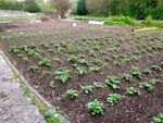 le coin des PDT 200 pieds 3 variétés et plan élargi de tout le potager
