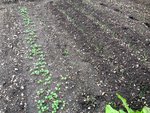 radis à la volée  poireaux repiqués