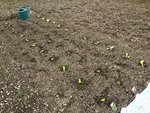 36 pieds de salade repiqués aujourd'hui