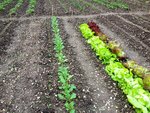 Panais qui lèvent timidement ,navets bien vigoureux et salades qui sortent de tunnel
