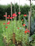 jardin de 4saisons 007.jpg
