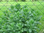 plant verte, feuilles épaisses d'un beau vert foncé, hauteur actuelle, environ 40 cm