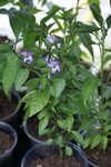 08052012 piment de malaisie.jpg