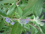 IMG_0046.JPG