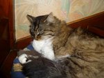Et pour finir mon petit chat qui ce lèche la patte.