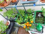 Voici tout mes plants de tomates :) princesse t'es graines qui on germées est la première barquette verte en partant de la gauche.