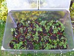 Mon chassis de tomates.