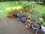 Toute mes sarracenia