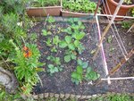 Installation d'un filet sur les fraisiers