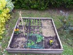 Mon premier carré potager.