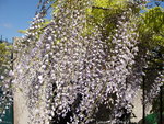 1-1-1-DSC04394.JPG
