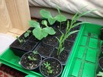 mes cornichons mes potirons mon maïs douxet deux petit lupins